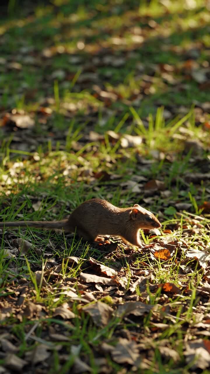 Low-angle shot of a rodent in a sunlit forest, surrounded by grass and leaves, capturing a natural