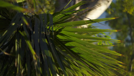 palm tree leaves rainforest jungle with sunny blue sky background