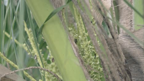 diferentes insectos se arrastran por las ramas de las palmeras de cerca