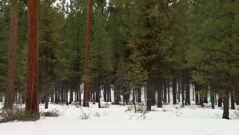 boise national forest - winter pine trees in idaho, united states