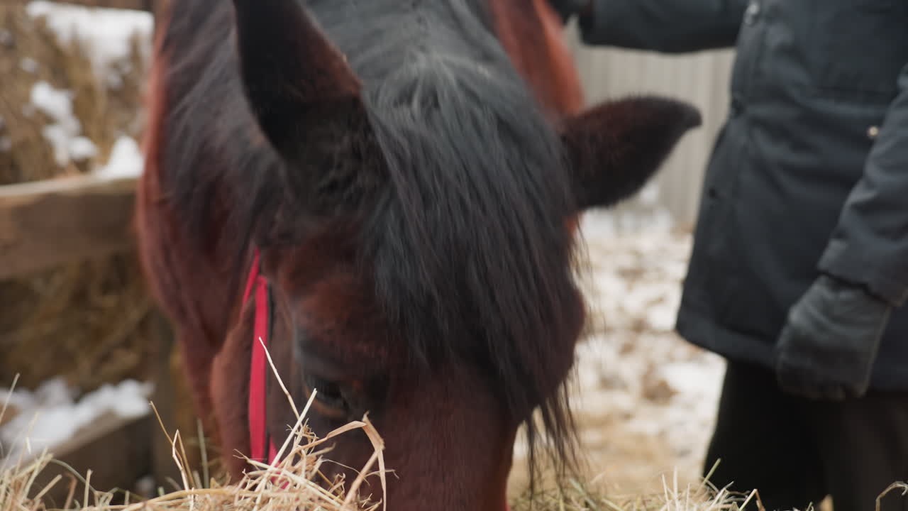 cuidador observa a un poni comer forraje cubierto de nieve, nevado pastizal muestra una escena pacífica de un poni pastando, sereno paisaje invernal con un poni pastando plácidamente en heno cubierto de nieve