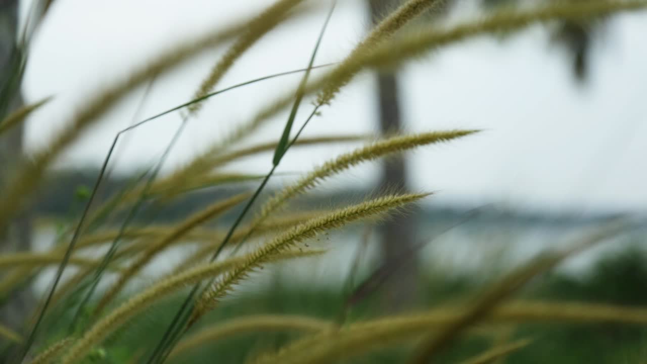 풀 작은 이삭, 산들바람에 흔들리는 야생 식물, 스테디 샷