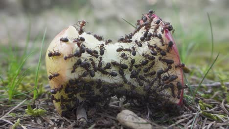 Ant-colony-eating-apple-on-forest-floor,-ants-gathering-food-for-nest