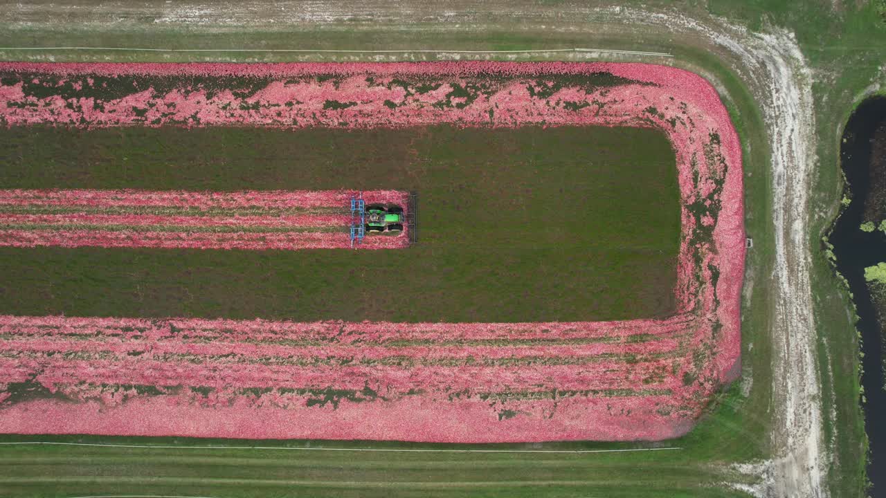 A harrow tractor slowly works its way through a cranberry bog gently knocking cranberries off their vine allowing their buoyancy to float them to the water's surface