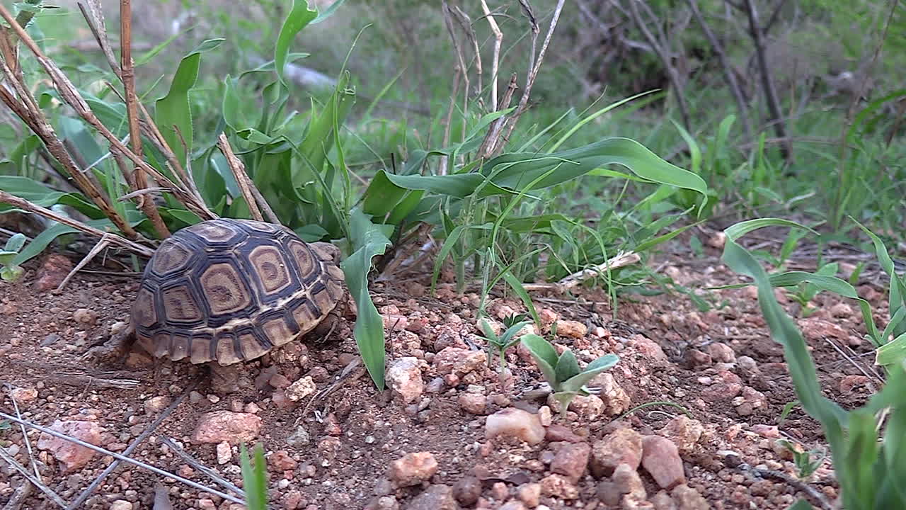 joven tortuga leopardo moviéndose en la naturaleza