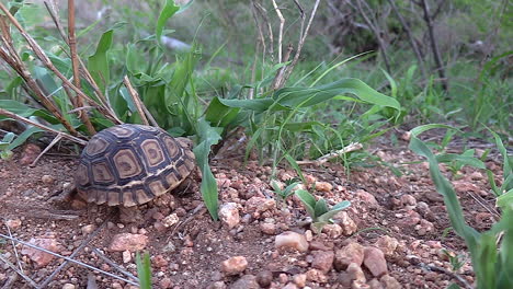 young leopard tortoise moving in the wild