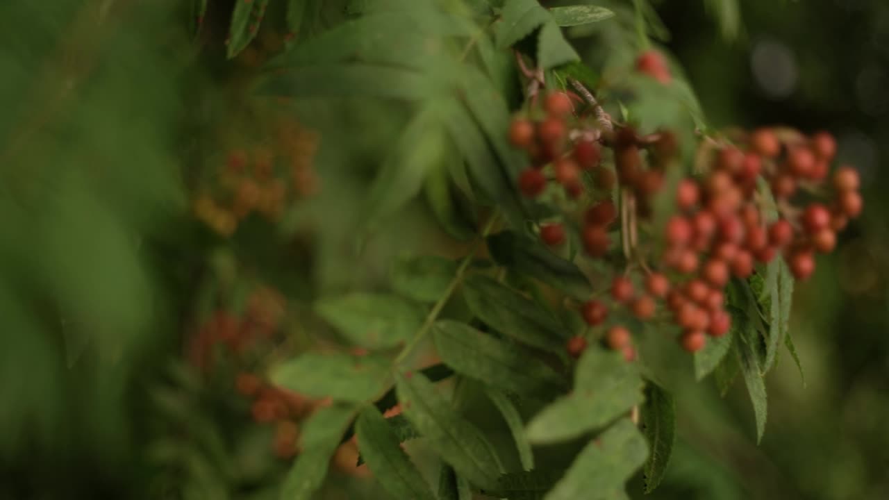 몽환적인 빈티지 렌즈에 촬영된 마가목 열매와 잎