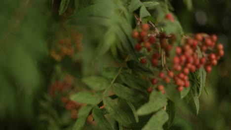 Vogelbeeren-Und-Blätter,-Gefilmt-Mit-Einem-Verträumten-Vintage-Objektiv