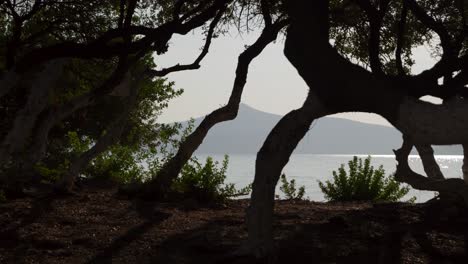 slow motion slider through forest silhouette against sparkling ocean