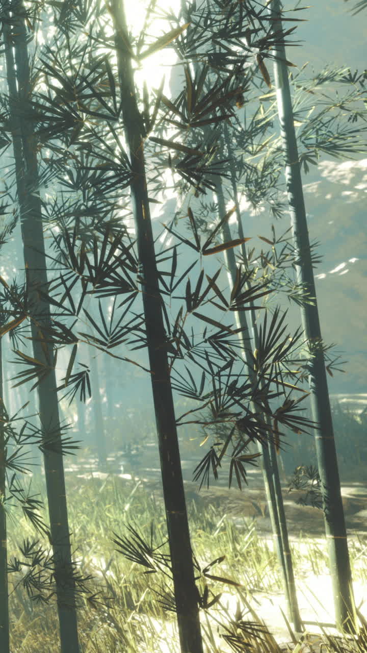 La luce del sole filtra attraverso gli alberi di bambù in un ambiente forestale a mezzogiorno.
