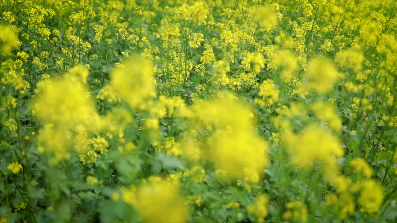 Mustard flowers. Mustard – mystical flower of happiness and health.