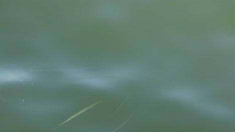 underwater view of fish in a greenish pond