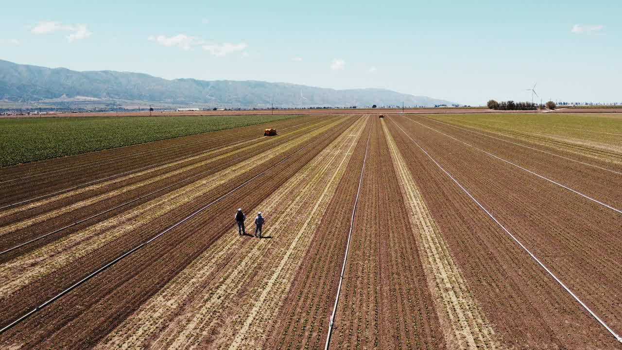 drone de movimiento lento de la granja de alcachofas campo moviéndose de izquierda a derecha
