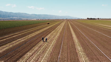 Slow-Motion-wide-drone-of-artichoke-farm-field-moving-left-to-right