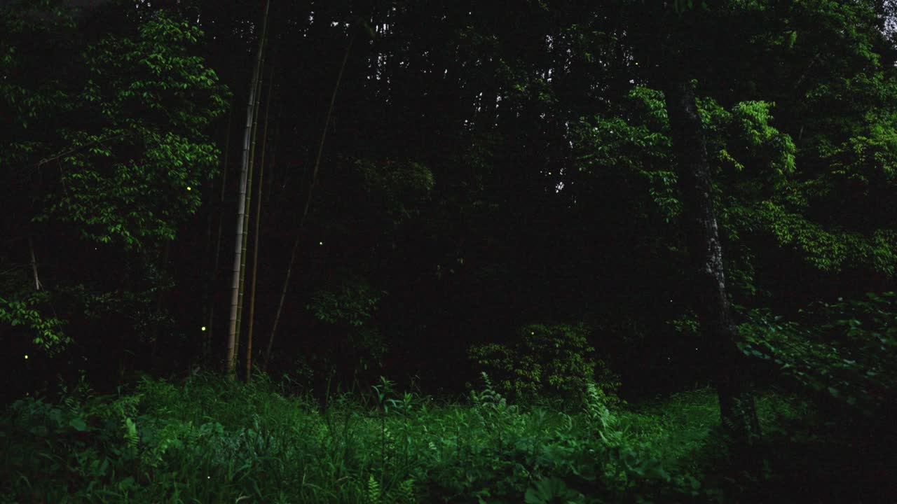 Early summer fireflies shining in Kenko no Mori Park