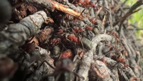 wild ant hill in the forest super macro close-up shot