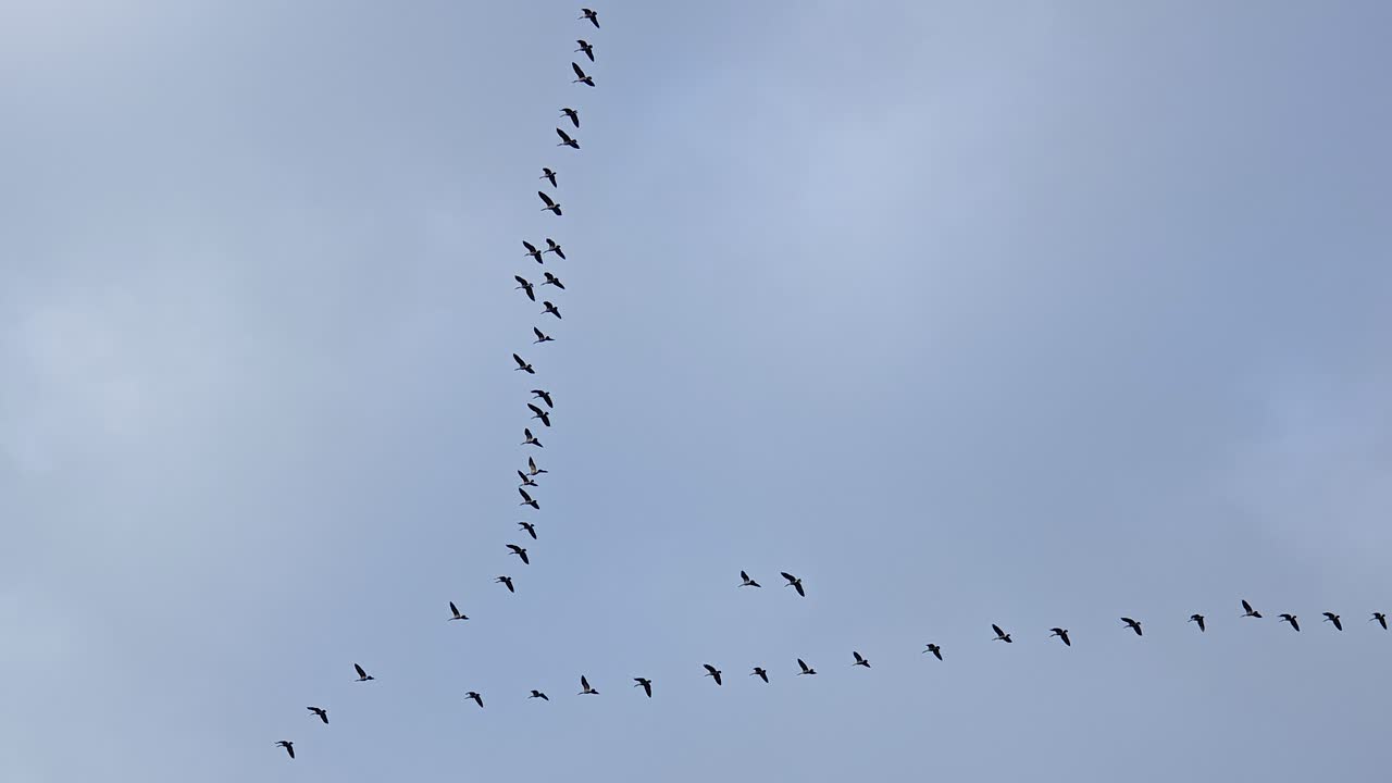 Flock of migrating birds (Canada geese) in V-formation against clear blue sky. Tracking shot follows synchronized flight pattern