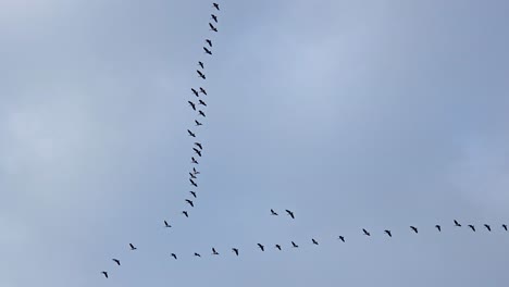flock of migrating birds (canada geese) in v-formation against clear blue sky. tracking shot follows synchronized flight pattern