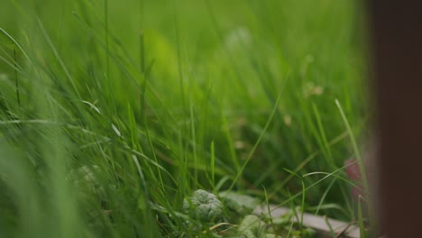 las abejas obreras en el hábitat del jardín de hierba verde regresan