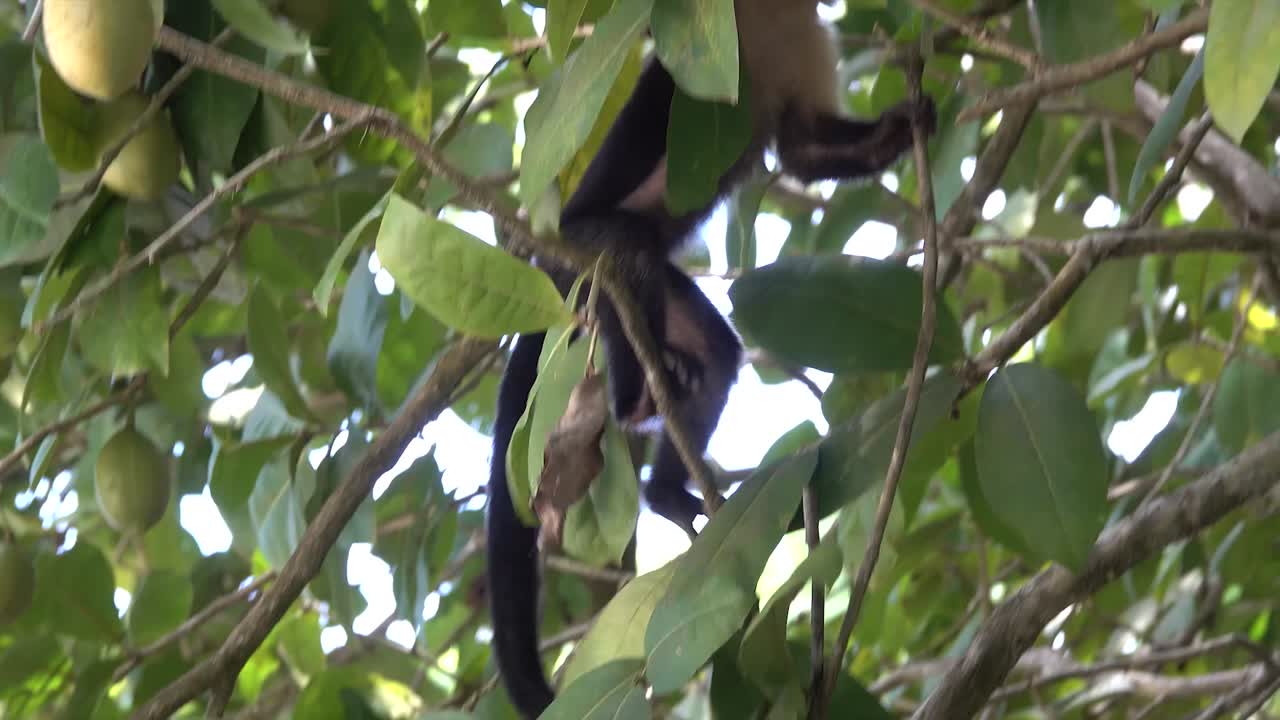 mono capuchino de cara blanca alimentándose en la selva tropical de costa rica 1