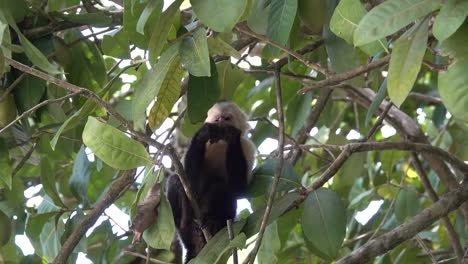 white faced capuchin monkey feeding in the rainforest of costa rica 1