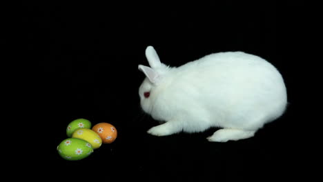 un conejo blanco y esponjoso olfateando huevos de pascua.