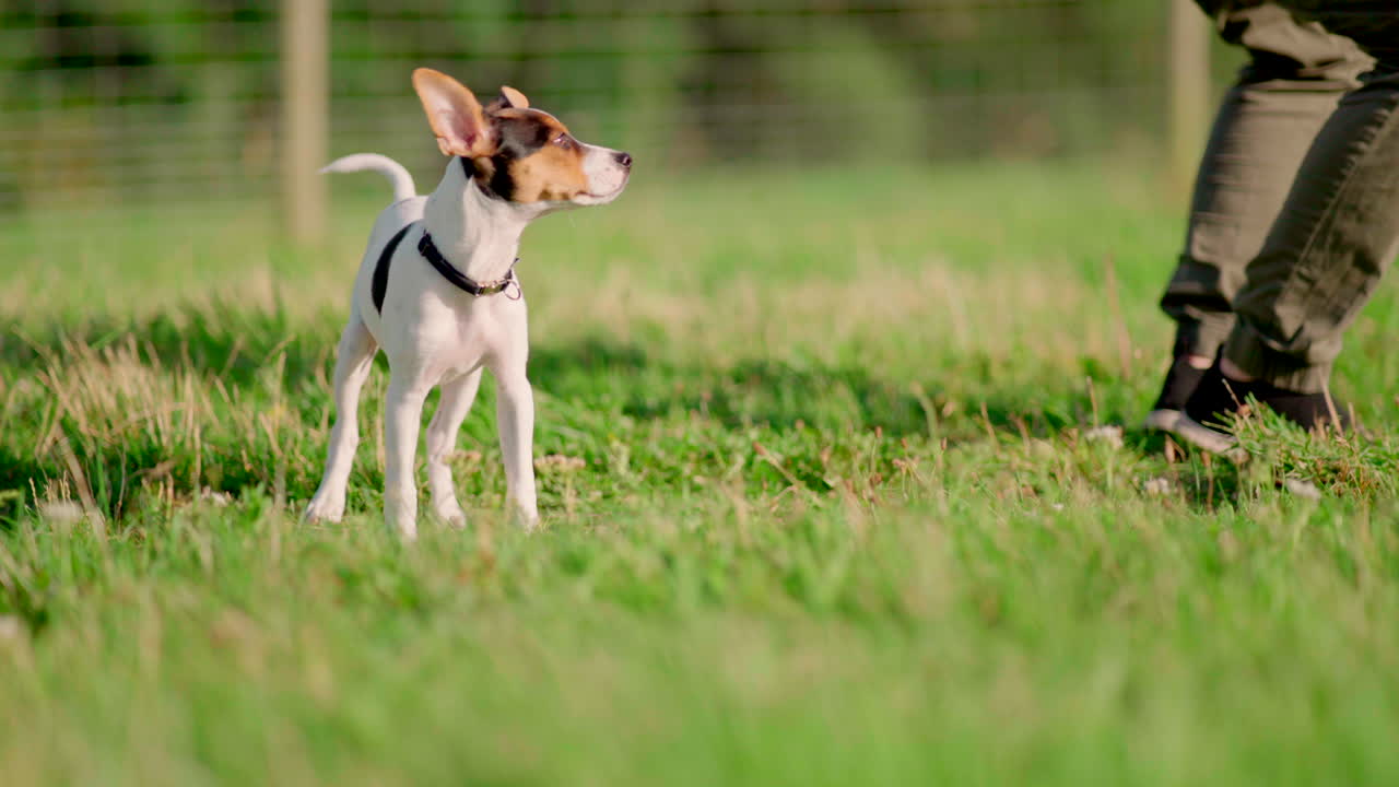 perro cachorro olfateando comida en un campo