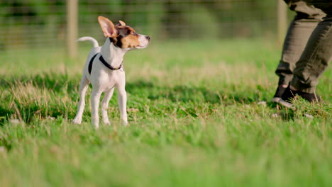 Puppy-dog-sniffing-for-food-on-a-field