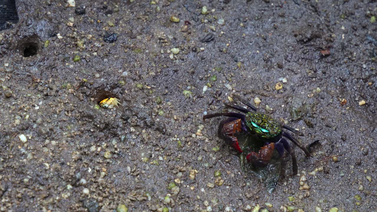 큰 얼굴 밴드 크래브는 습지 환경에서 바위 모양의 진 평평한 곳에서 움직이고 노란색 바이올린 크래브가 구이에 숨어 있습니다.