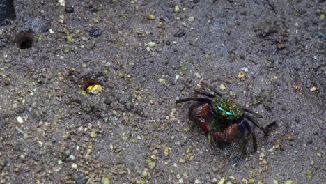 un gran cangrejo con banda facial que se mueve en la llanura de barro de guijarros en un entorno de humedal con un cangreje violinista amarillo que se esconde de nuevo en la madriguera, disparo de cerca