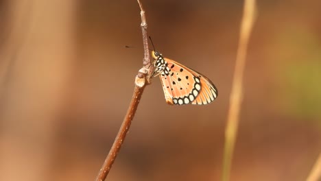 Hermosa-Mariposa-Relajándose-En-Un-Palo-