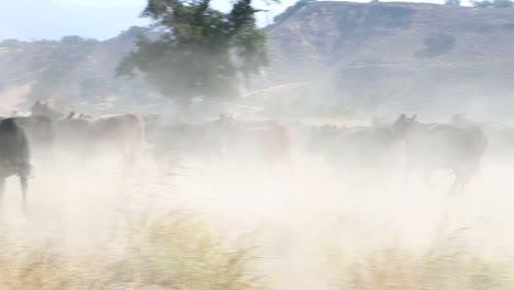 rebaño de ganado angus negro corriendo con hierba en primer plano para enfatizar la velocidad