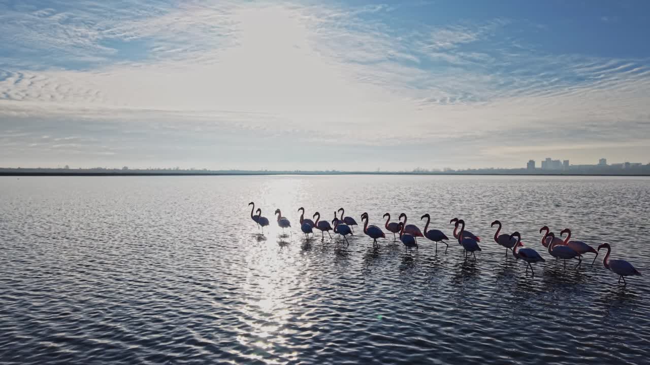 Flamingos walking in the water during the day near the city skyline