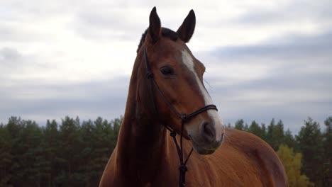 the horses on the autumn meadow