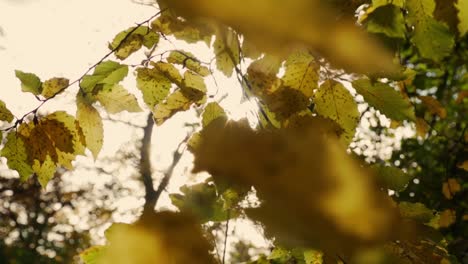 Lightrails-In-Einem-Wunderschönen-Herbstwald-In-Deutschland