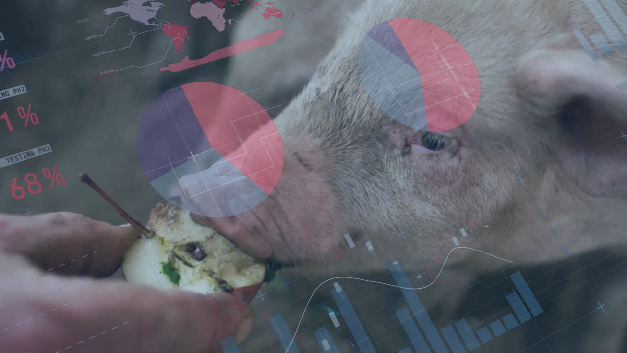 hand feeding apple slice to pig head in agriculture with floating pie charts world map