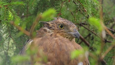 European-honey-buzzard-(Pernis-apivorus),-also-known-as-the-pern-or-common-pern,is-a-bird-of-prey-in-the-family-Accipitridae