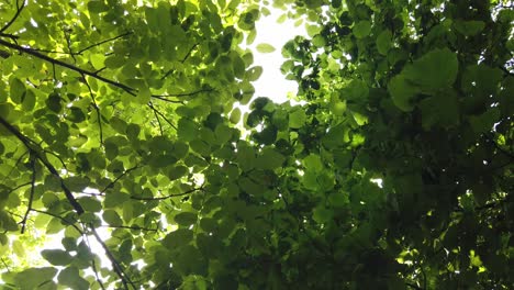 looking up through tops of trees through green foliage, summer forest