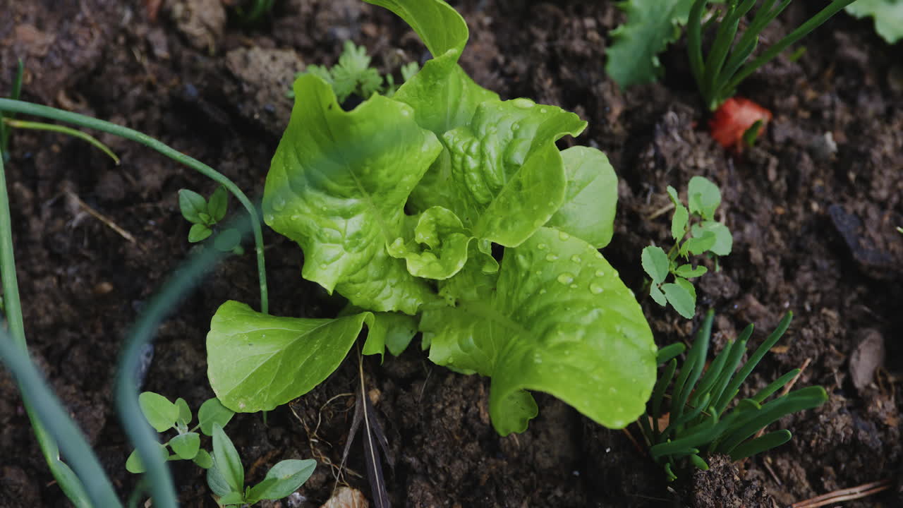 hojas de ensalada tempranas que crecen al aire libre en el jardín, primer plano, sartén lento a la izquierda