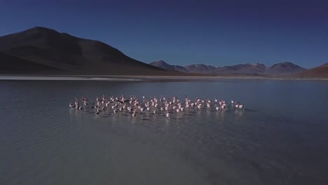 scene capturing flock of flamingo birds walking thought water surface of laguna de canapa, bolivia, south america