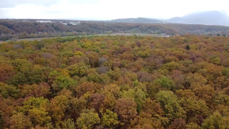 Toma-De-Drones-Del-Bosque-De-Otoño-Con-Hojas-Coloridas-Y-Horizonte