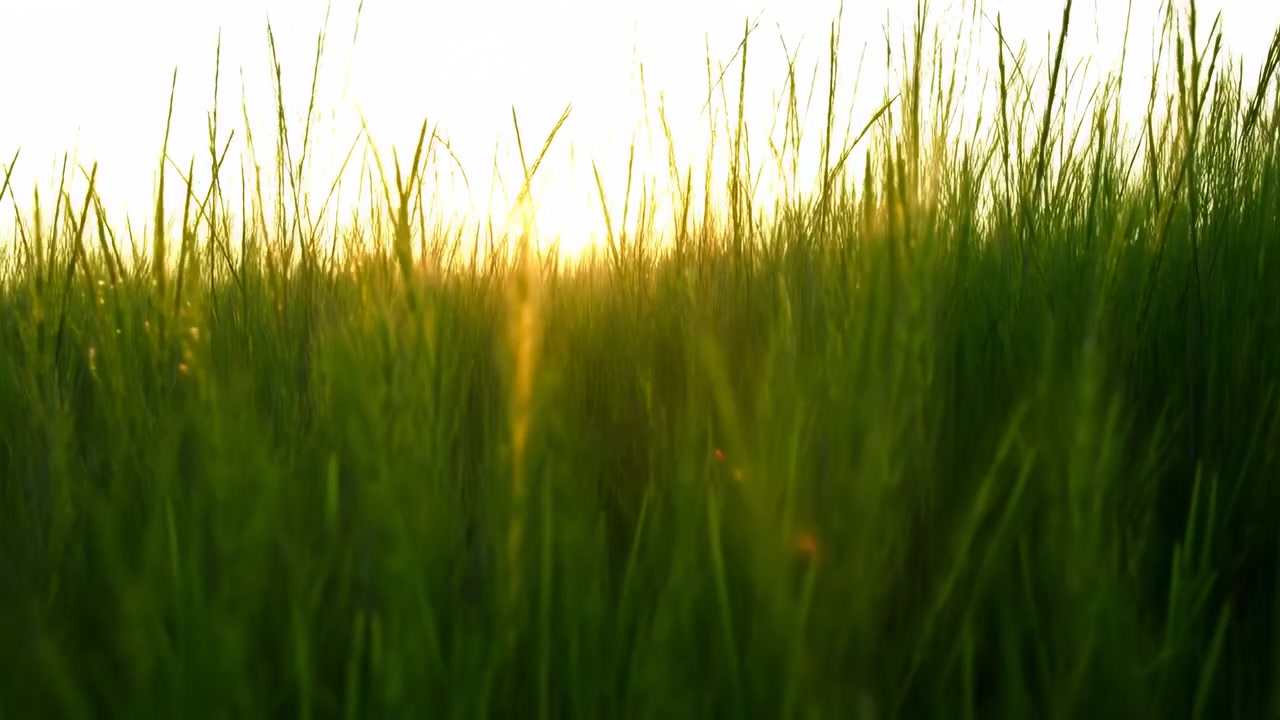 Uno scatto grandangolare mozzafiato di un sereno campo d'erba al tramonto, che cattura l'atmosfera pacifica e tranquilla di un paesaggio naturale esterno. La scena è immersa in calde tonalità dorate di verde.