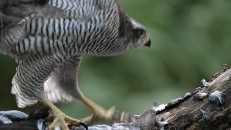 northern goshawk flies off from perch littered with dead prey's feathers, close