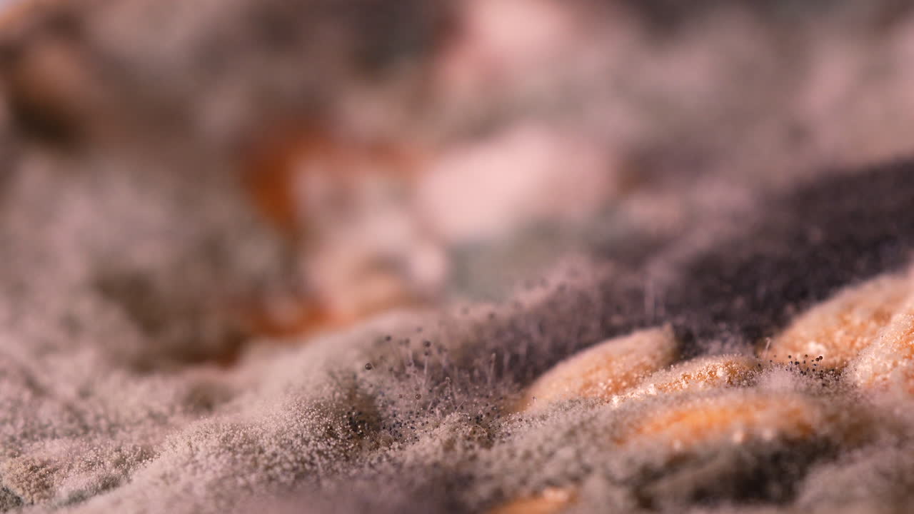 Close macro view of rotten melon with fuzzy mold, fungal colonies and food decomposition detail