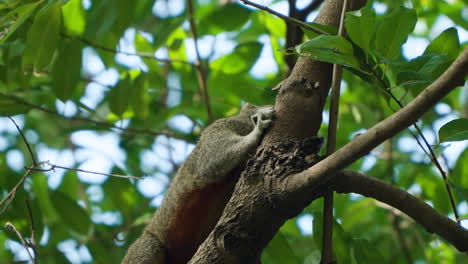 pallas's squirrel or red-bellied tree squirrel feeds on tree branch - close-up