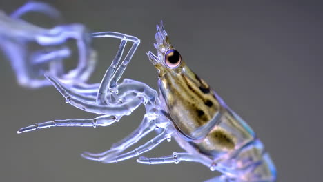 close-up of a translucent glass shrimp