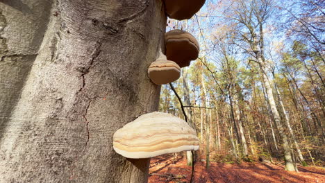 große pilze, die während der herbstsaison am baum im bunten wald wachsen