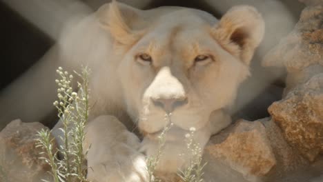 close up and slow motion of lioness relaxing in the shade behind fence on a hot and sunny day at the zoo