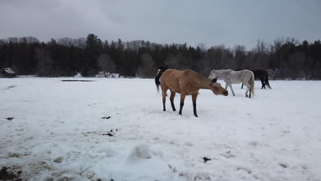 wide tracking shot of farm horses walking in a snowy field during winter