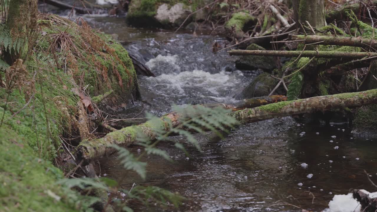 Anak sungai di hutan
